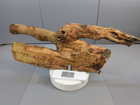 Rustic Decor Forest Driftwood – Weathered Branch Sculpture, Aged Forest Wood Accent for Conservatory Display, Crafts, Terrariums #024