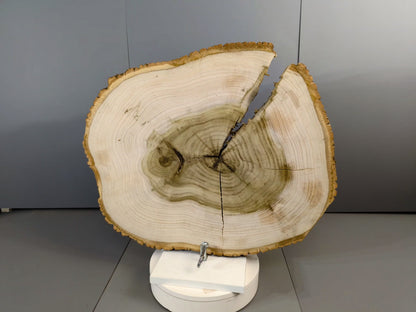 Rustic Live Edge Tulip Tree Wood Round with Bark, Natural Tree Slice, End Grain Wood Cookie, Log Disc for Crafts, Home Decor#002