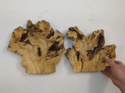 Natural Elderberry Wood Burl Slice Raw Live Edge Cross Section For Custom Woodworking Projects #003