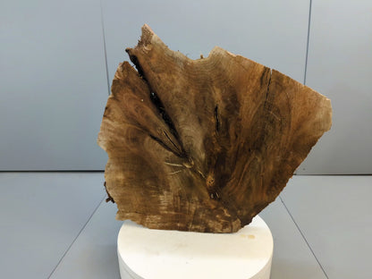 Live Edge English Walnut Root Wood Slice for Epoxy Resin Project or Natural Rustic Home Decor #029