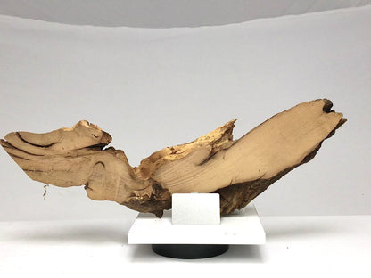 Live Edge Black Locust Root Wood Slice for Epoxy Resin Project or Natural Rustic Home Decor #002