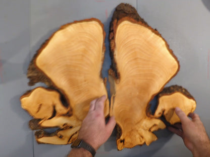 Rare Linden Root Slices, Bookmatched Basswood Burl, Live Edge Wood Slab for Epoxy Resin Art, Rustic Woodworking Material, Dried Lime Tree #015