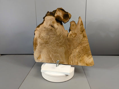 Live Edge English Walnut Root Wood Slice for Epoxy Resin Project or Natural Rustic Home Decor #026