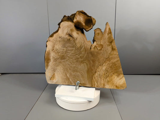 Live Edge English Walnut Root Wood Slice for Epoxy Resin Project or Natural Rustic Home Decor #026