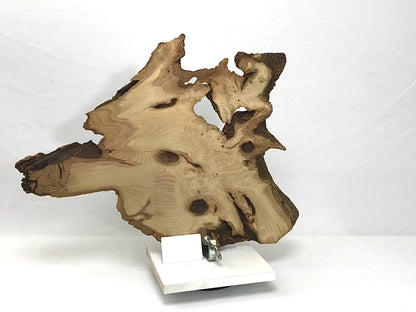 Live Edge Black Locust Root Wood Slice for Epoxy Resin Project or Natural Rustic Home Decor #015
