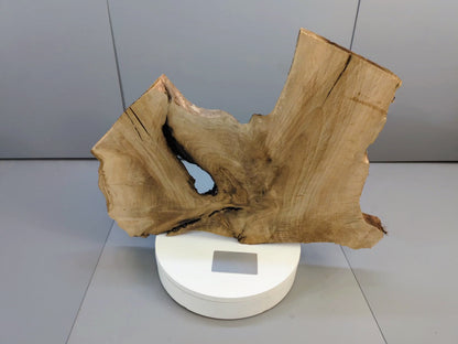 Live Edge English Walnut Root Wood Slice for Epoxy Resin Project or Natural Rustic Home Decor #028