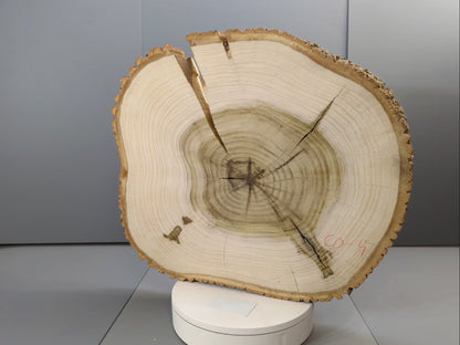 Rustic Live Edge Wood Round with Bark, Natural Tulip Tree Slice, End Grain Wood Cookie, Log Disc for Crafts, Home Decor #004
