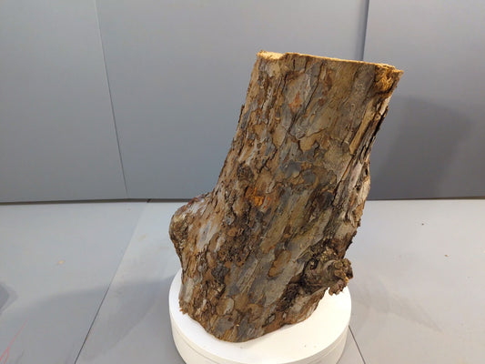 Large Natural Hollow Wood Tunnel Hide, Rustic Log Cave for Reptile Terrarium or Small Pet Habitat, Unique Driftwood Decor #039