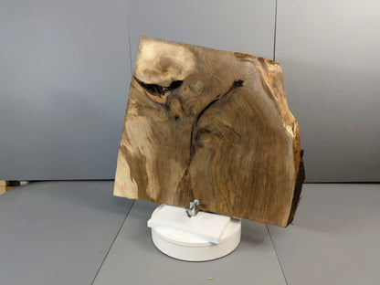 Live Edge English Walnut Root Wood Slice for Epoxy Resin Project or Natural Rustic Home Decor #025