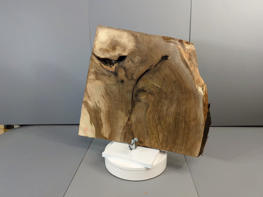 Live Edge English Walnut Root Wood Slice for Epoxy Resin Project or Natural Rustic Home Decor #025