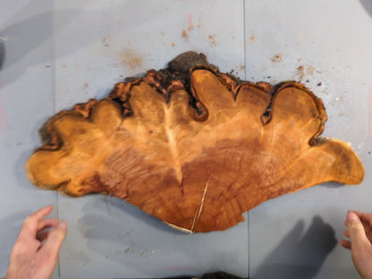 Thin Endgrain Cherry Wood Cookie, Delicate Live Edge Slice for Epoxy Resin Art, Raw Tree Round for Wall Decor #005