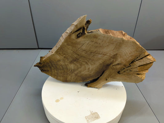 Live Edge English Walnut Root Wood Slice for Epoxy Resin Project or Natural Rustic Home Decor #027