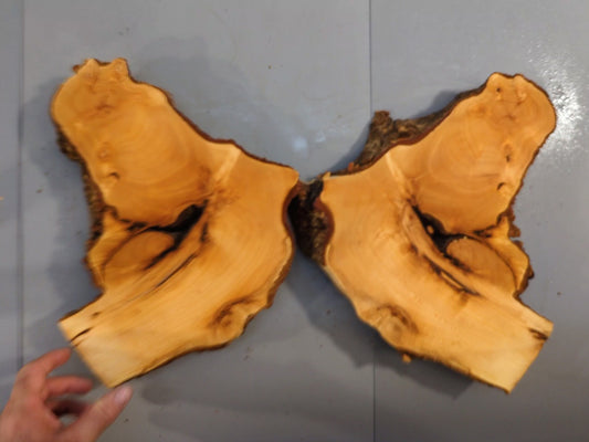 Bookmatched Live Edge Linden/Lime Root Wood Slices for Epoxy Resin Project or Natural Rustic DIY Home Decor #014