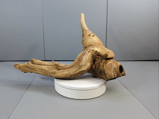 Forest Driftwood Root Sculpture, Natural Rustic Wood Art, Organic Weathered Root Piece for Home Decor & Conservatory Display #030