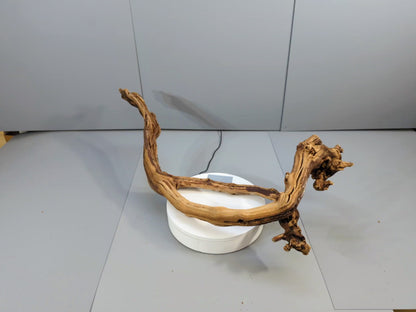 Rustic Decor Grapevine Driftwood – Weathered Vine Branch Sculpture, Aged Forest Wood Accent for Conservatory Display, Craft Projects #027