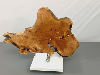 Live Edge Weeping Willow Tree Root Wood Slice for Epoxy Resin Projects or Natural DIY Home Decor #012