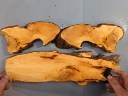 Set of 3 Live Edge Linden/Lime Root Wood Slice for Epoxy Resin Project or Natural Rustic DIY Home Decor #012