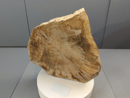 Live Edge English Walnut Root Wood Slice for Epoxy Resin Project or Natural Rustic Home Decor #030