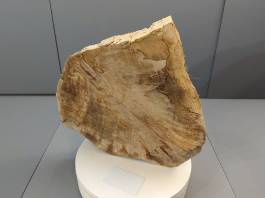 Live Edge English Walnut Root Wood Slice for Epoxy Resin Project or Natural Rustic Home Decor #030