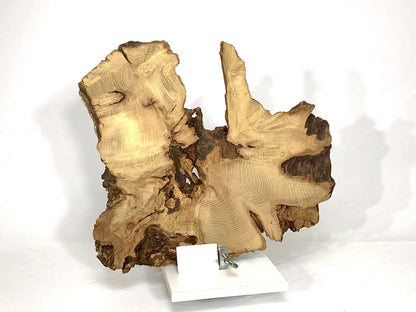 Live Edge Black Locust Root Wood Slice for Epoxy Resin Project or Natural Rustic Home Decor #018