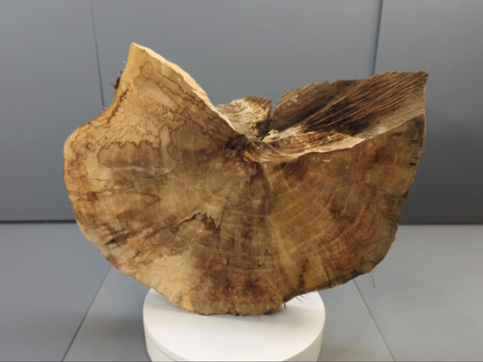 Live Edge English Walnut Root Wood Slice for Epoxy Resin Project or Natural Rustic Home Decor #031