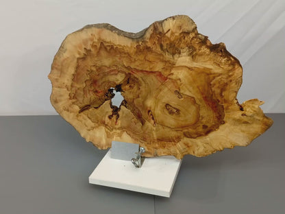 Live Edge Box Elder Tree Root Wood Slice for Epoxy Resin Projects or Natural DIY Home Decor #001