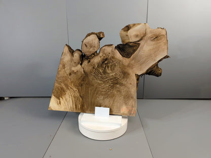 Live Edge English Walnut Root Wood Slice for Epoxy Resin Project or Natural Rustic Home Decor #024