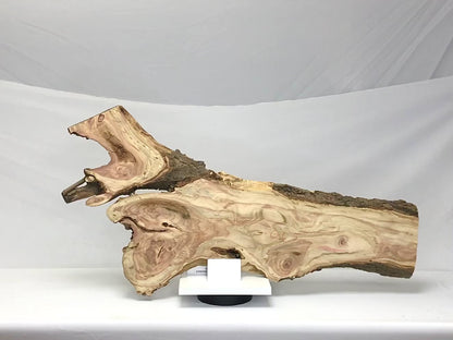 Live Edge Honey Locust Root Slice for Epoxy Resin Project or Natural DIY Home Decor #5
