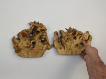 Elderberry Root Wood Slices | Live Edge Tree Slab For Resin Art And Wall Decor #002