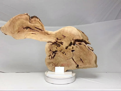 Live Edge Weeping Willow Root Slice for Epoxy Resin Project or Natural DIY Home Decor #5