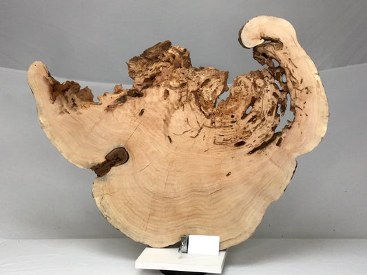 Live Edge Weeping Willow Tree Root Wood Slice for Epoxy Resin Projects or Natural DIY Home Decor #011