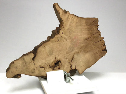 Live Edge Black Locust Root Slice for Epoxy Resin Project or Natural DIY Home Decor #7
