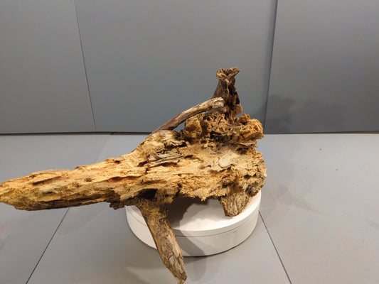 Eroded Natural Root Wood Sculpture, Distressed Driftwood Art Centerpiece for Terrarium or Rustic Home Decor #042