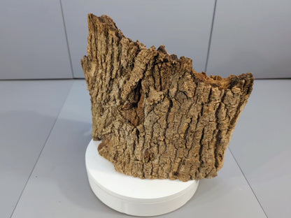 Rustic Forest Bark Driftwood – Weathered Wood Slab Sculpture, Aged Bark Accent for Conservatory Display, Crafts, Terrarium Décor #025