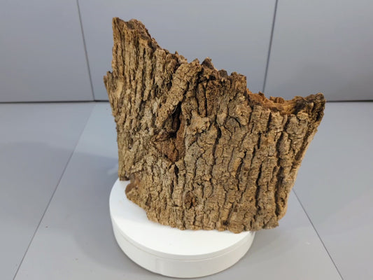 Rustic Forest Bark Driftwood – Weathered Wood Slab Sculpture, Aged Bark Accent for Conservatory Display, Crafts, Terrarium Décor #025