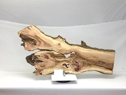 Live Edge Honey Locust Root Slice for Epoxy Resin Project or Natural DIY Home Decor #7
