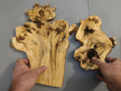 Raw Elderberry Burl Wood Slab Set For Epoxy Resin Wall Clock And Display Stand #001