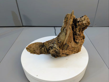 Burl Wood Fragment with Weathered Texture, Aged Forest Wood, Perfect for Rustic DIY Projects, Home Decor, or Unique Crafting Needs #013