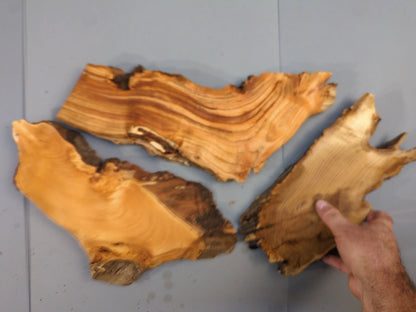 Mixed Raw Wood Slices, Live Edge, Unfinished for Epoxy Resin Crafts, Mini Displays, Handmade Art Projects, Carving or Woodburning #006