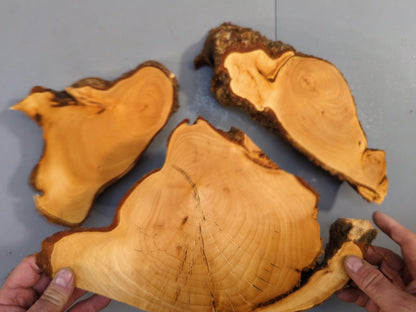 Set of 3 Live Edge Linden/Lime Root Wood Slice for Epoxy Resin Project or Natural Rustic DIY Home Decor #010