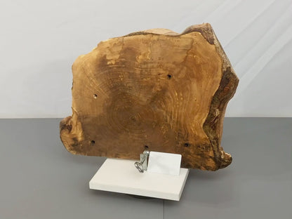 Live Edge English Walnut Root Wood Slice for Epoxy Resin Project or Natural Rustic Home Decor #023
