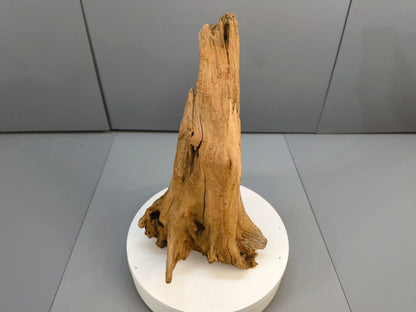 Natural Driftwood Sculpture • Forest Root Wood Piece • Rustic Organic Decor • Aquarium or Terrarium Display • Forest Find #010