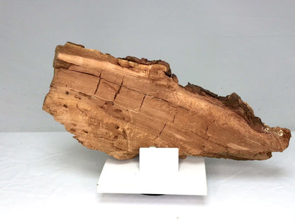 Ultra Lightweight Willow Wood Slice and Extremely Fragile, Retains Wood's Natural Character Despite Decay-Like Texture #008