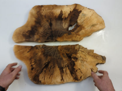 Two Walnut Wood Cross Section Cookie Slabs For Custom Epoxy Resin Projects #033