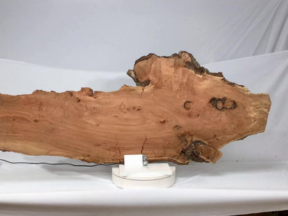 Ultra Lightweight Willow Wood Slice and Extremely Fragile, Retains Wood's Natural Character Despite Decay-Like Texture #004
