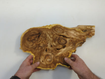 Japanese Pagoda Tree Burl Wood Slab Live Edge Crosscut Slice For Custom Woodworking Projects #004