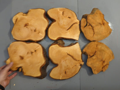 Set Of 6 Linden Wood Slices Live Edge Tree Cookies For Epoxy Resin Wood Crafts #021