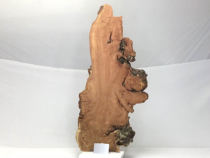Ultra Lightweight Willow Wood Slice and Extremely Fragile, Retains Wood's Natural Character Despite Decay-Like Texture #1