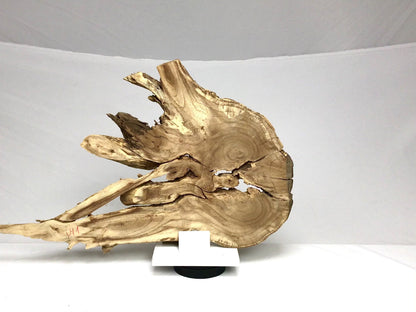 Live Edge Medium Hard Wood Root Wood Slicefor Epoxy Resin Project or Natural Rustic Home Decor #1