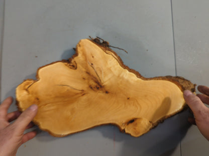 Raw Linden Wood Slice Live Edge Slab For Carving Pyrography Epoxy Resin Art Base #017